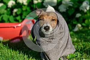 Dog wrapped up in grey towel after shower cooling down at hot summer day