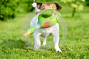 Hunting dog training to fetch game with toy duck shows teeth
