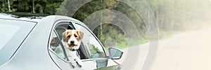 Jack Russell Terrier travel by car.