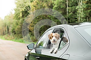 Jack Russell Terrier travel by car.