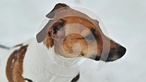 A Jack Russell Terrier trembles in the winter snow.