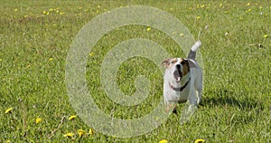 Jack Russell Terrier usually plays an orange ball on the grass