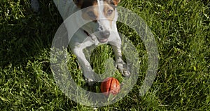 Jack Russell Terrier usually plays an orange ball on the grass