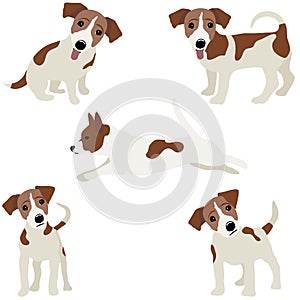 Jack Russell Terrier. Vector Illustration of a dog photo
