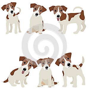 Jack Russell Terrier. Vector Illustration of a dog