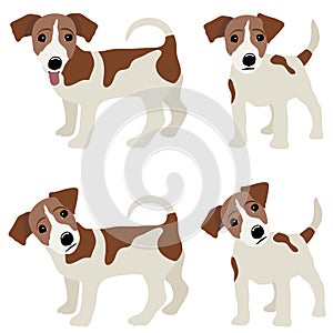 Jack Russell Terrier. Vector Illustration of a dog photo