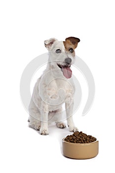 Jack russell terrier waiting for food