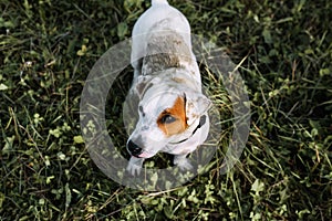 Jack Russell Terrier for walk, dirty playful dog looking up. Portrait of soiled dog stands on green grass outdoors