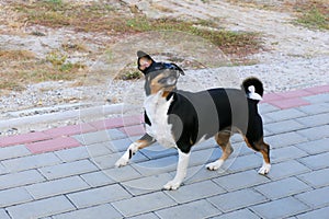 Jack Russell Terrier on a walk next to the owner listens to his commands