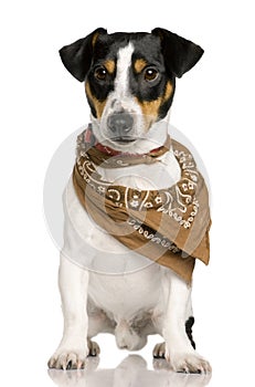 Jack Russell Terrier, wearing bandana