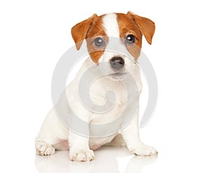 Jack Russell terrier on white