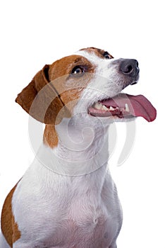 Jack Russell Terrier on White Background