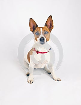 Jack Russell terrier on a white background