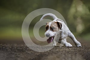 Jack russell terrier among the woods, beautiful colors and blurred background