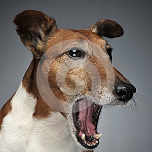 Jack Russell Terrier yawn in a dark studio