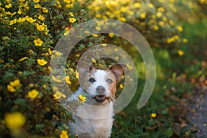 jack russell terrier in yellow colors