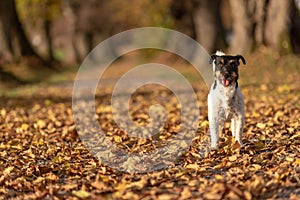 Jack Russell Terrier. Young cute dog is running fast through a tree avenue in the forest