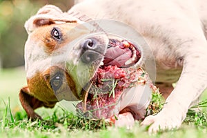 Jack Russell Terrier Young Dog Happily Chewing A Large Raw Bone
