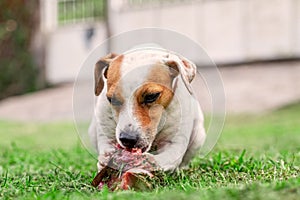 Jack Russell Terrier Young Dog Happily Chewing A Large Raw Bone