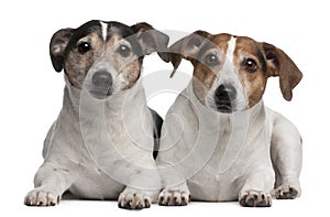 Jack Russell Terriers, 6 and 12 years old, lying