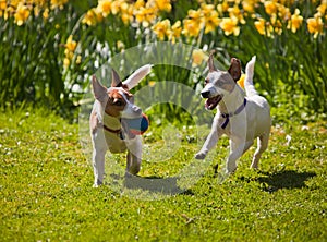 Jack Russell terriers playing fetch