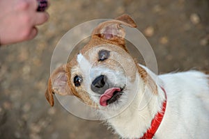 Jack Russell transfixed by prospect of a treat