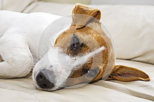 Jack Russells head on a leather sofa