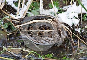 Jack Snipe, Bokje, Lymnocryptes minimus