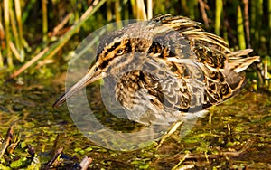 Jack snipe hiding