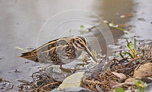 Jack snipe or Lymnocryptes minimus is a migratory waterbird.