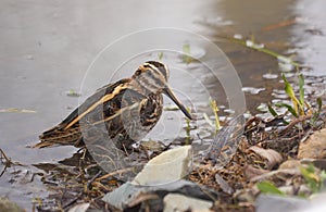 Jack snipe or Lymnocryptes minimus is a migratory waterbird. photo