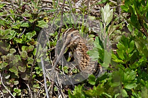 Jack snipe marsh bird vally di comacchio marshes