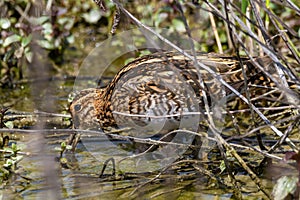 Jack snipe marsh bird vally di comacchio marshes