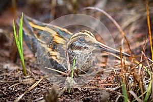 Jack snipe - very secretive marsh bird