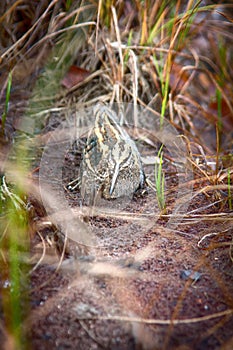 Jack snipe - very secretive marsh bird