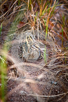 Jack snipe - very secretive marsh bird