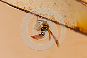 Jack Spaniard wasp building a small nest