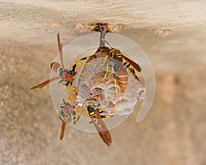 Jack Spaniard wasps on a small nest photo