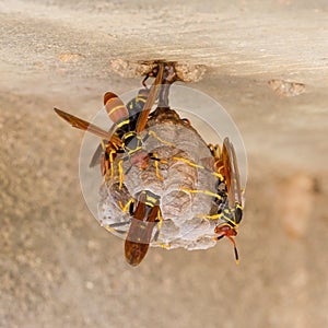 Jack Spaniard wasps on a small nest photo