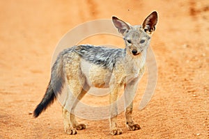 Jackal photo