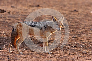 Jackal photo