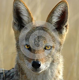 Jackal photo