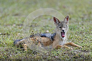 Jackal asleep by the wayside