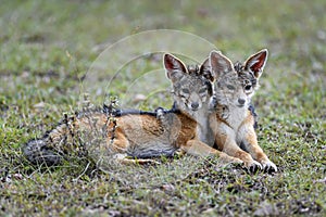 Jackal in the Masai Mara photo