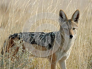 Jackal in brush