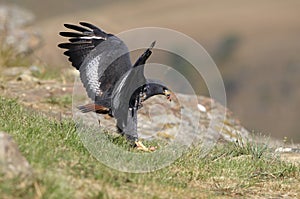 Jackal Buzzard