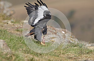 Jackal Buzzard photo