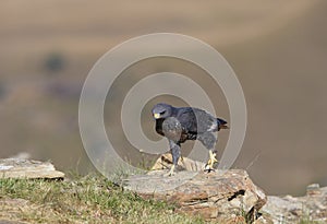 Jackal Buzzard