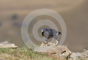 Jackal Buzzard photo