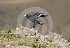 Jackal Buzzard photo